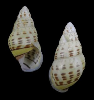Amphidromus kuehni - Rare