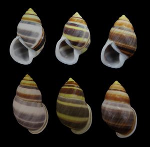 Amphidromus palaceus robustus - Sinistral set