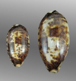 Chelycypraea testudinaria - Giant & dwarf comparison