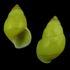 Amphidromus webbi simalurensis - rare