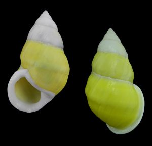 Amphidromus naggsi - Large yellow, sinistral!