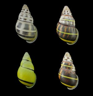 Amphidromus contrarius baaguiae - set of 4, the best!!