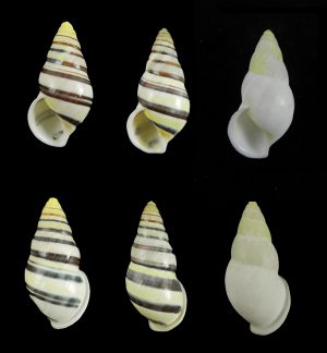 Amphidromus marieabbasae - Set of 3!