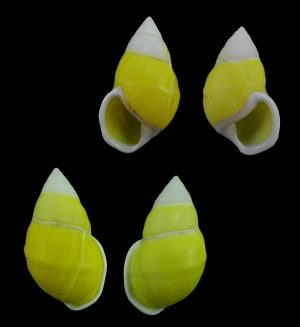 Amphidromus naggsi - yellow & white, sinistral & dextral pair!