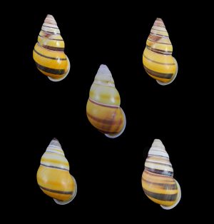 Amphidromus laevus nusleti - Amazing set of 5!