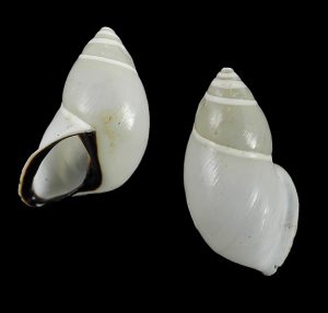 Amphidromus thachi - very rare species! Sinistral