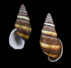 Amphidromus petuchi -  Rare, Dark stripey!