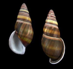 Amphidromus petuchi - Rare, large, dark