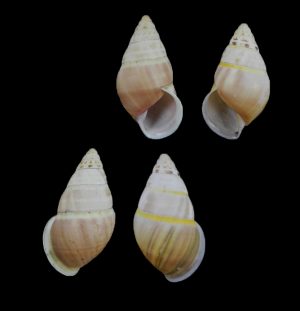 Amphidromus liei joshuathami - New subspecies! sinistral & dextral pair! Light coloured!