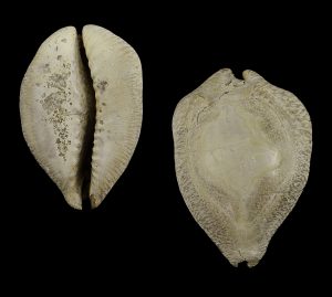 Cypraea murisimilis - fossil