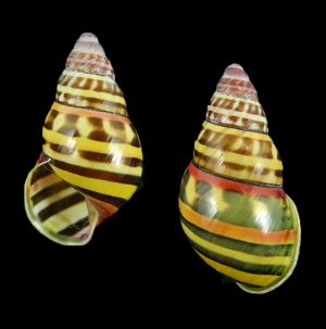 Amphidromus poecilochrous poecilochrous - Exceptional pattern!