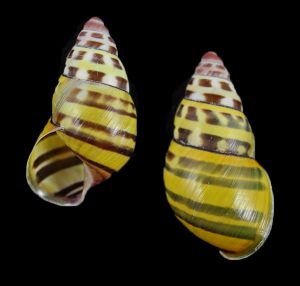 Amphidromus poecilochrous poecilochrous - Nice pattern!