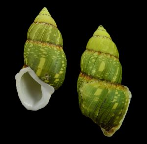 Amphidromus heinrichhuberi - Nice colours!