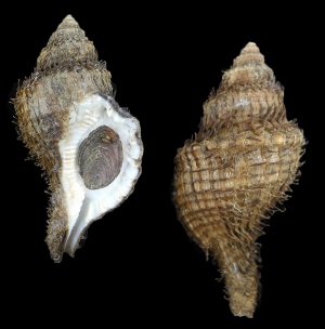 Linatella wiegmanni - with perio, large & rare!