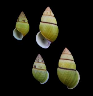 Amphidromus johnabbasi - Mini & maxi, sinistral