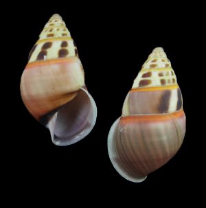 Amphidromus liei joshuathami - New subspecies! Dextral with pink band!