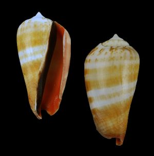 Conomurex luhuanus - very nice pattern!