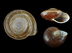 Pararyssota maxima - Nice specimen
