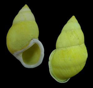 Amphidromus naggsi - yellow, dextral!