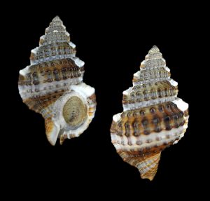 Gyrineum natator