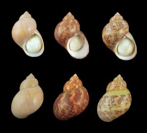 Phasianella ventricosa - Nice set of large specimens!