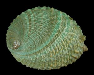 Haliotis corrugata - Superb selected!