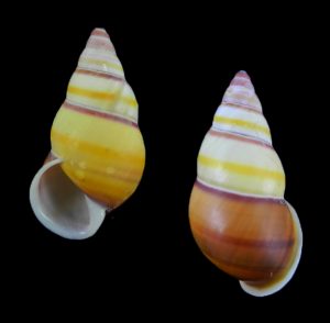 Amphidromus laevus nusleti -Dark dorsum!