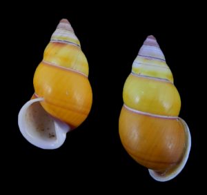Amphidromus laevus nusleti -Big!