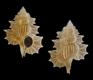 Gyrineum perca - Giant & dark!