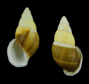 Amphidromus beschaueri - New species