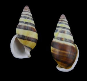 Amphidromus calvinabbasi - Nice pattern!