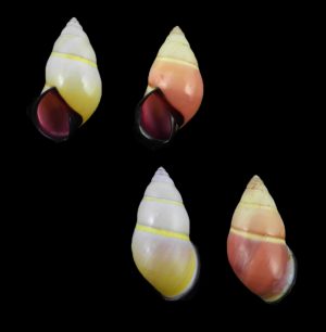 Amphidromus donchani -Large pair!