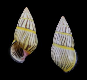 Amphidromus huberi - Exceptional and rare!
