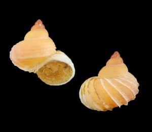 Leucoptychia lamellatum - orange!