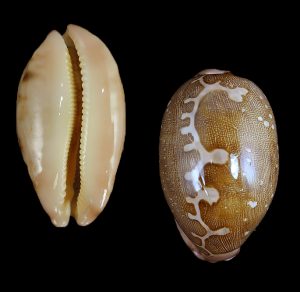 Leporicypraea mappa mappa - very nice pattern!