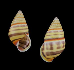 Amphidromus nicoi - Beautiful!