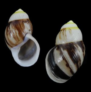 Amphidromus costifer gemmalimae - Beautiful and rare!