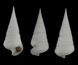 Campanile symbolicum - Large! Living fossil