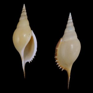 Rostellariella martinii - Heavy thick shelled larger form