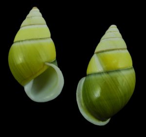 Amphidromus protania - Beautiful large specimen!