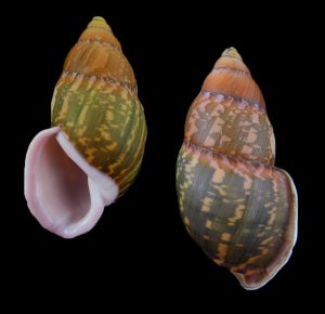 Amphidromus heinrichhuberi - Pink all over
