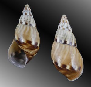 Amphidromus abbasi - Superb pattern!