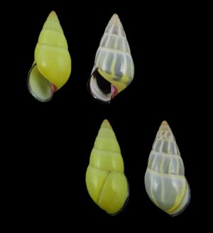 Amphidromus anhdaoorum - Nice pair!