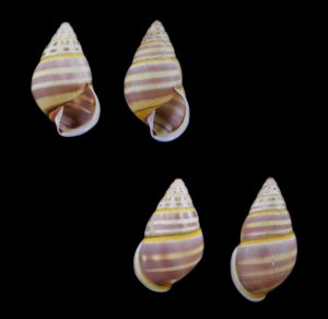 Amphidromus nicoi - Nice pattern pair!