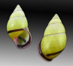 Amphidromus phuonglinhae - Exceptional!