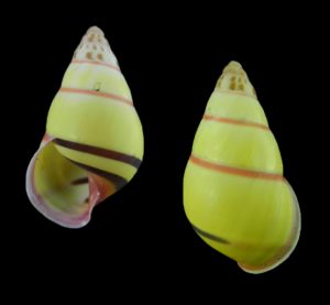 Amphidromus anthonyabotti - very nice dwarf