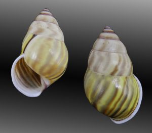 Amphidromus comes - Superb sinistral