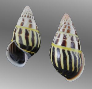 amphidromus huynhanhi - Superb pattern!