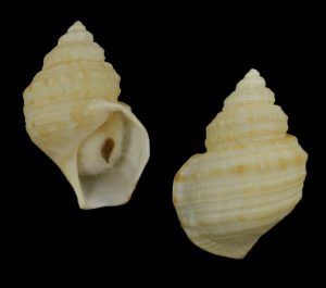 Pelicaria vermis - uncommon