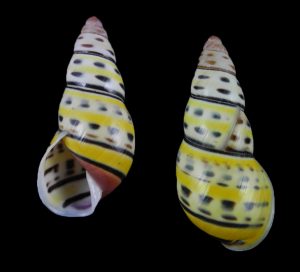 Amphidromus bernardfamyi - Beautiful freakish!